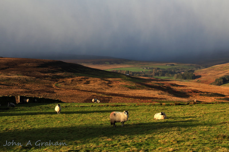 Bucolic