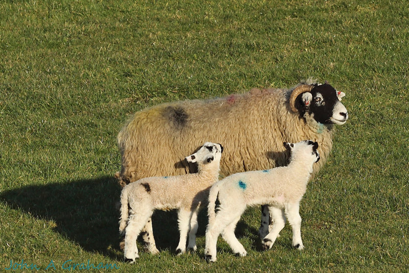 Lambs and mam