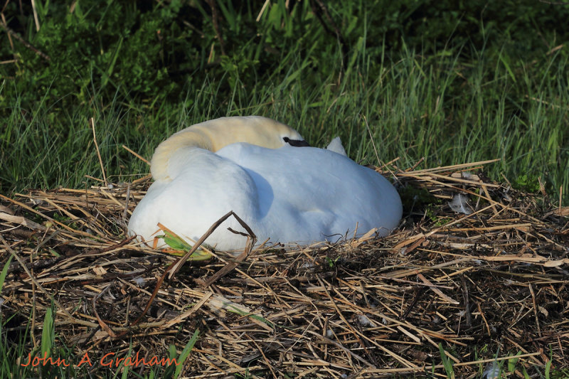 Swan Mum