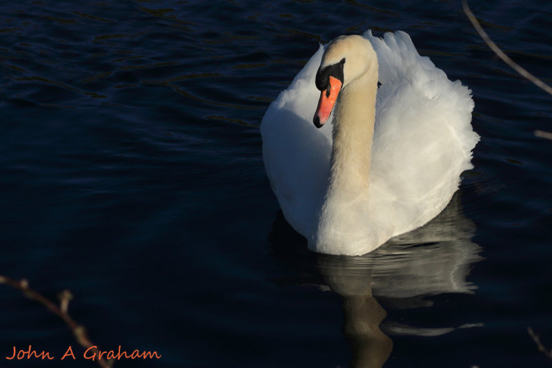 Swan two
