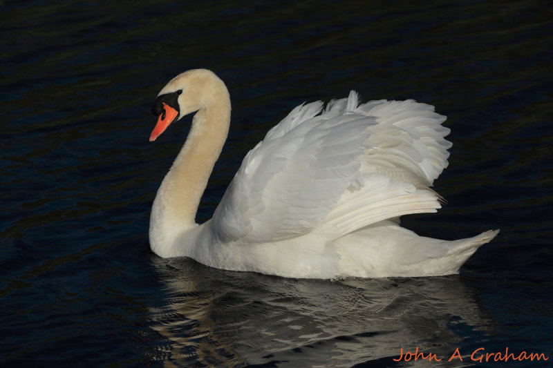 Swan one