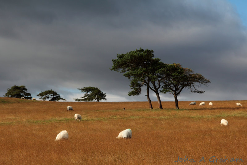 Grazing the plains