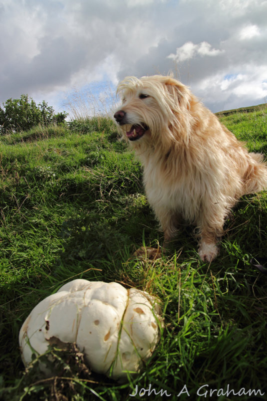 Ozzy and the Giant Puffball