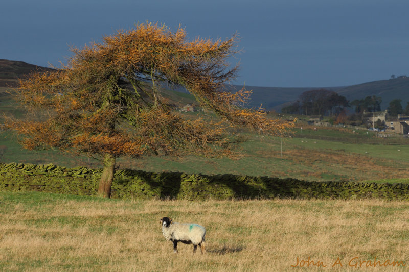 Larch and Ewe