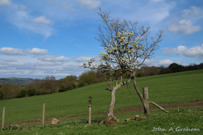 Blackthorn