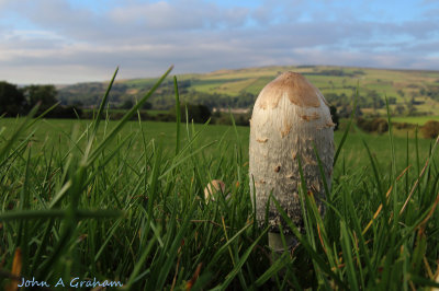 Shaggy Ink Cap.jpg
