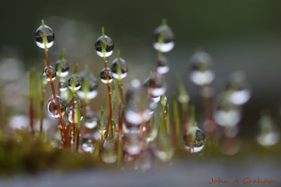 Mossy drops