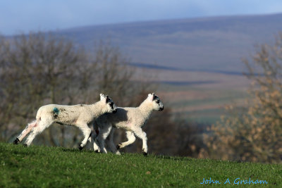 Racing lambs