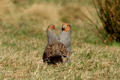 Grey Partridges 4