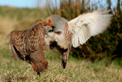 Grey Partridges 3.