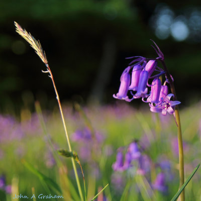 Bluebells at sunset