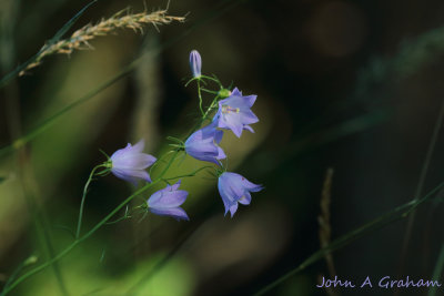 Harebells