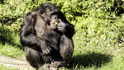 chimpanze-reduced.jpg