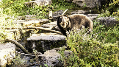 black-bear-reduced.jpg