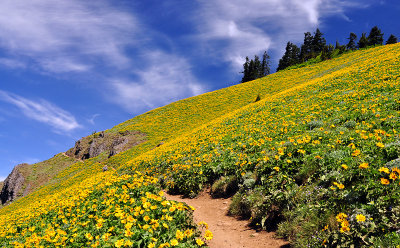 Dog Mountain Trail Study 2013-3