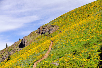 Dog Mountain summit meadows #4