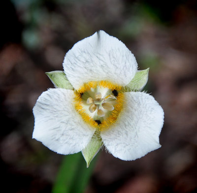 Calochortus subalpinus