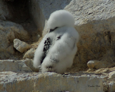 Baby Brown Booby