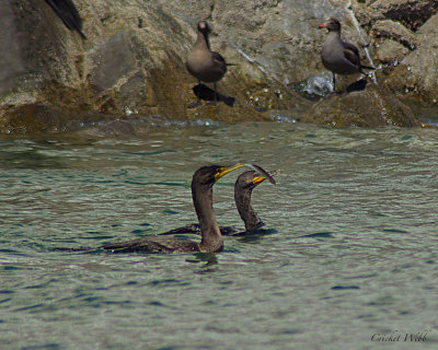 Double Crested Cormorant pair with feather