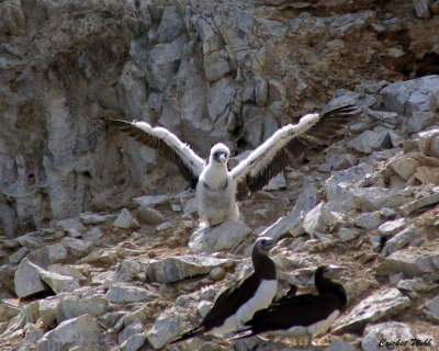 Brown Booby teenager