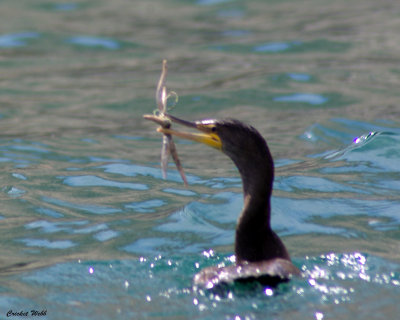 Double Crested Cormorant with Starfish