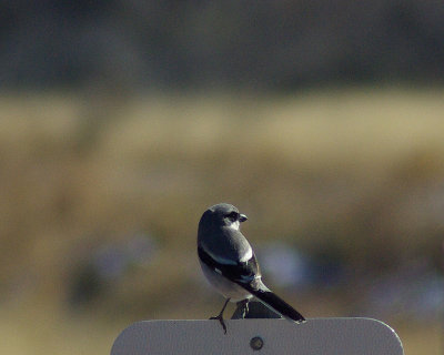 Loggerhead Shrike