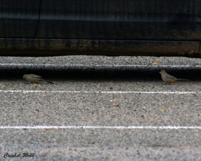 Abert's Towhee