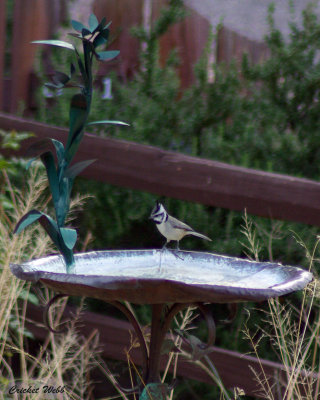 Bridled Titmouse