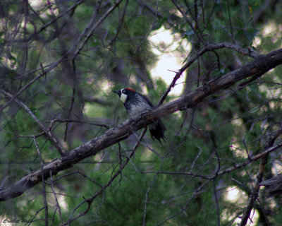 Acorn Woodpecker