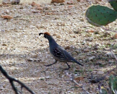 Gambles Quail