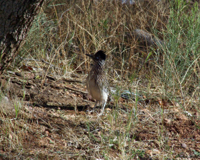 Roadrunner