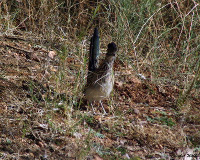 Roadrunner