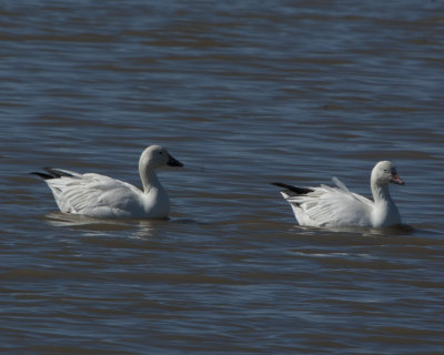 Snow vs Ross goose comparison