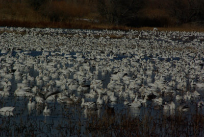 Snow geese