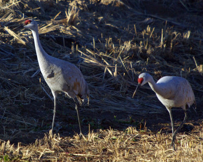 Sandhill Cranes