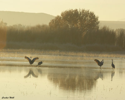 Sandhill Cranes