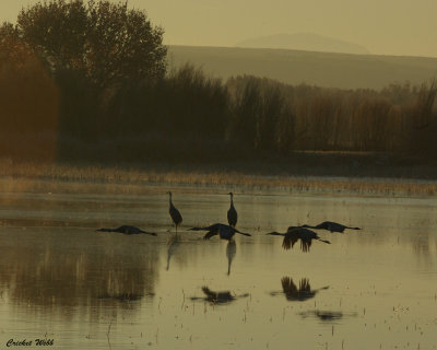 Bosque Sandhill Cranes