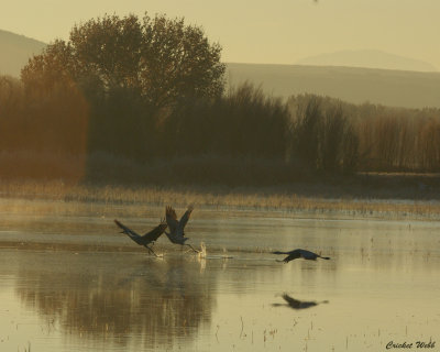 Sandhill Cranes -early am take off