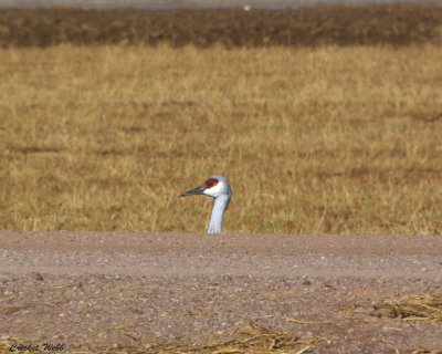 Sandhill Crane head left