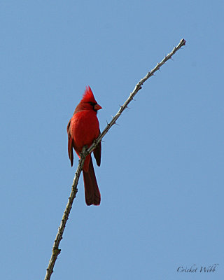 Cardinal at ASDM