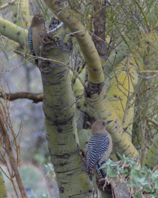 Gila woodpecker