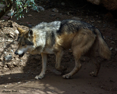 Mexican Grey Wolf