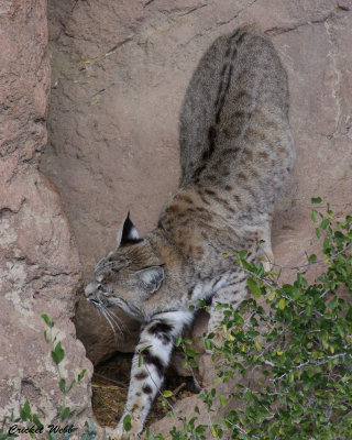 ASDM Bobcat.