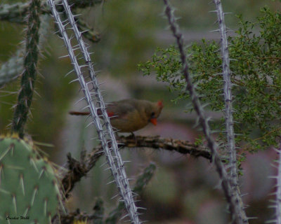 Ocatillo, prickly pear and Cholla with female Cardinal