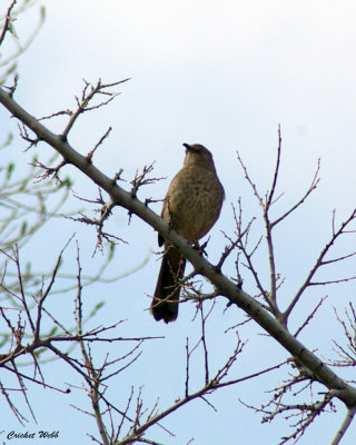 Bendire's Thrasher