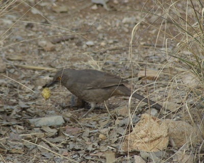  Bendire's or Curve-billed Thrasher