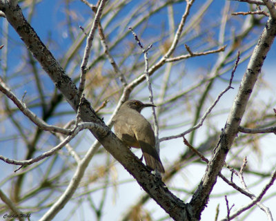 Curve-billed Thrasher