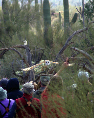 Barn Owl - How they do it