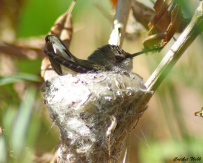 Hummingbird on nest