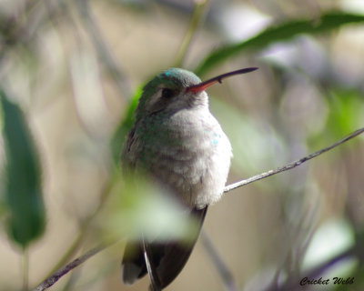 Broadbilled Hummingbird